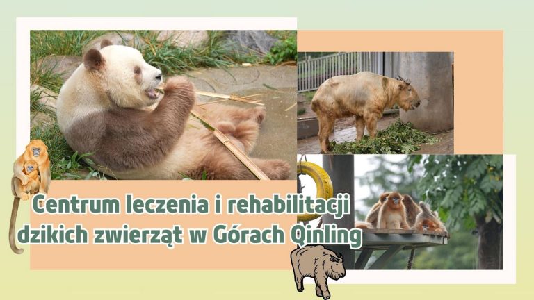 Centrum leczenia i rehabilitacji dzikich zwierząt w Górach Qinling