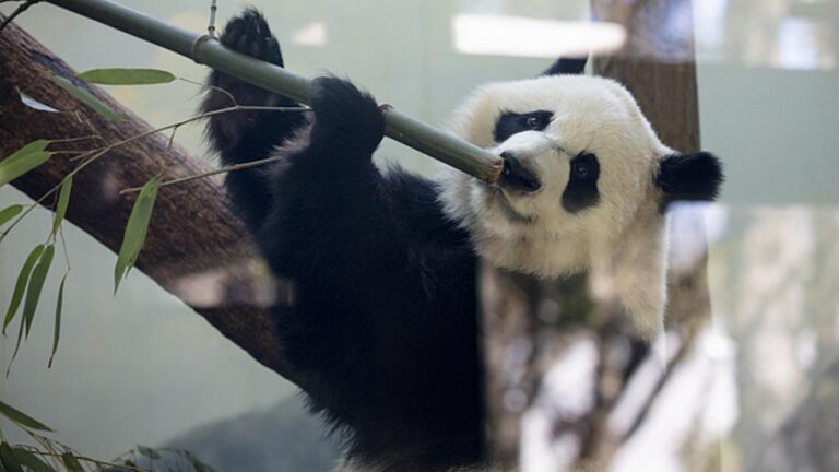 Pandy wielkie wróciły do domu