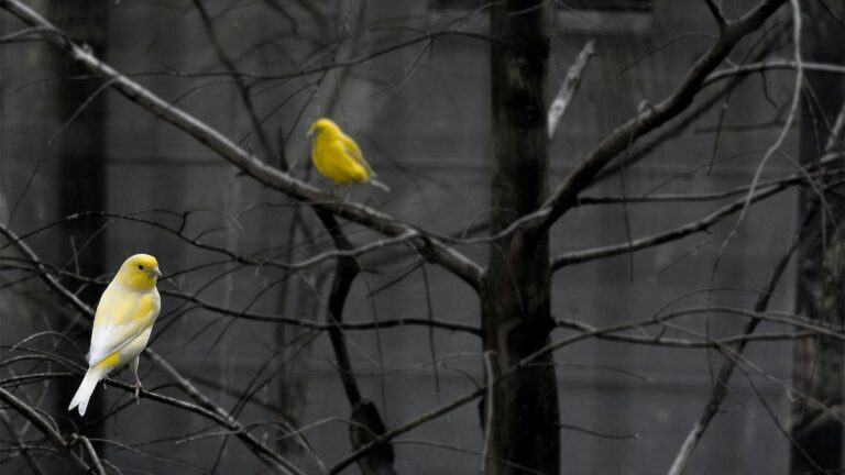 Badania uderzenia ptaków w szyby w Chinach – część 1