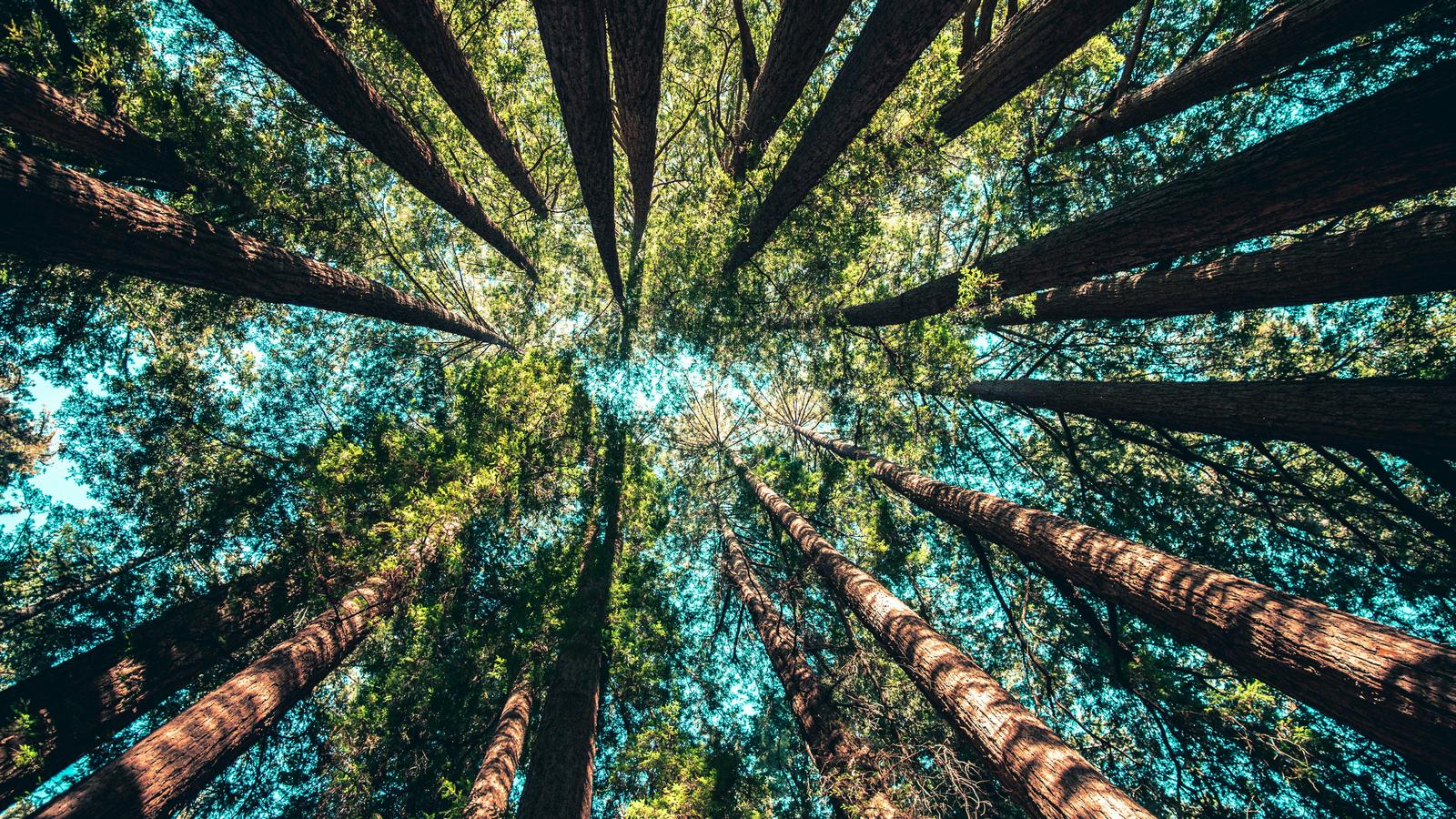 Sondaż CGTN: Działania Chin napędzają zarządzanie klimatem