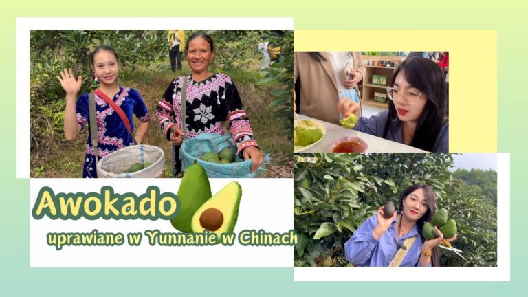 Awokado uprawiane w Yunnanie w Chinach
