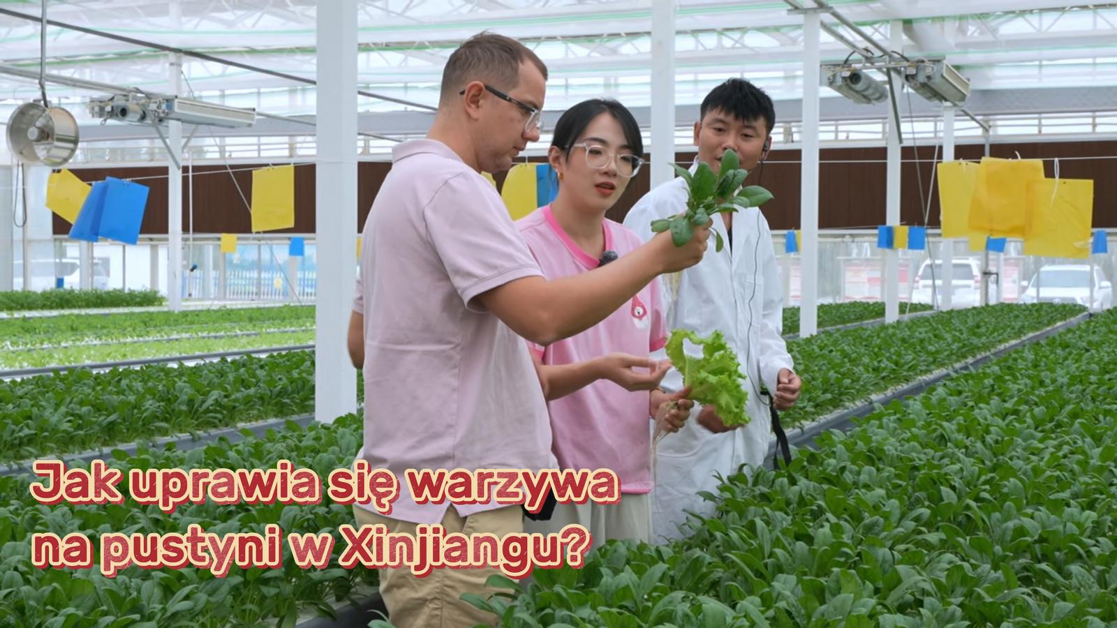 Jak uprawia się warzywa na pustyni w Xinjiangu?
