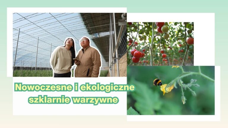 Nowoczesne i ekologiczne szklarnie warzywne w Chinach